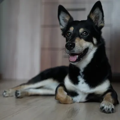 Psieracje - behawiorysta i trener szkolenia psów | konsultacje behawioralne | warsztaty psiej komunikacji | porady spacerowe